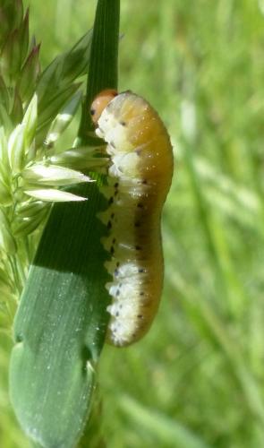 Réf. 282 641 : Tenthredininae inconnu